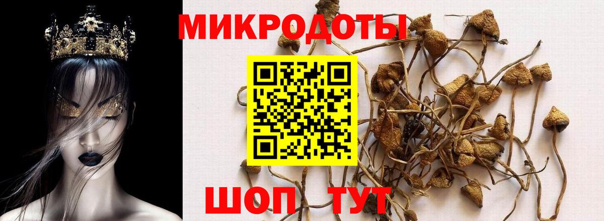 купить   Псилоцибиновые грибы Magic Shrooms  Вход с VPN  Ленинск-Кузнецкий  Галлюциногенные грибы Cubensis 